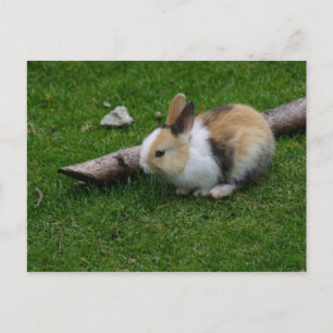 Sweet Baby Rabbit Briefkaart