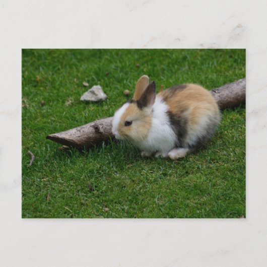 Sweet Baby Rabbit Briefkaart (Voorkant)