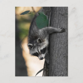 Sweet Baby Raccoon Briefkaart