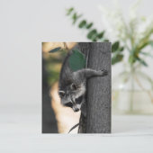 Sweet Baby Raccoon Briefkaart (Staand voorkant)