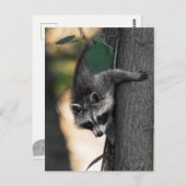 Sweet Baby Raccoon Briefkaart (Voorkant / Achterkant)