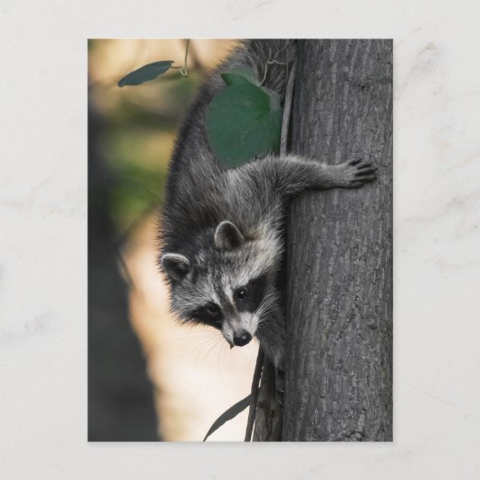Sweet Baby Raccoon Briefkaart (Voorkant)