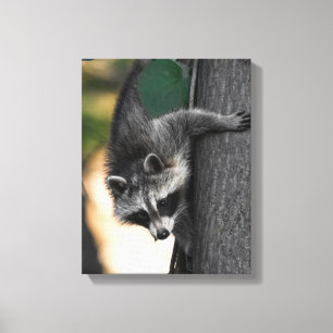 Sweet Baby Raccoon Canvas Afdruk