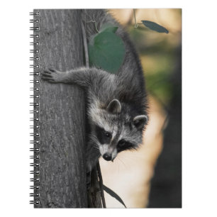 Sweet Baby Raccoon Notitieboek