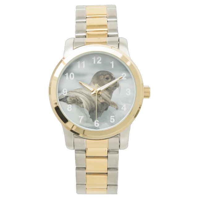 Sweet Baby Seal Horloge (Voorkant)