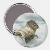 Sweet Baby Seal Magneet (Voorkant / Achterkant)