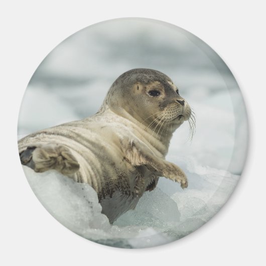 Sweet Baby Seal Magneet (Voorkant)