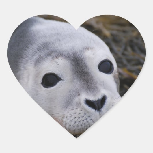 Sweet Baby Seal Stickers (Voorkant)