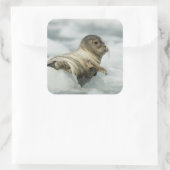 Sweet Baby Seal Vierkante Sticker (Tas)