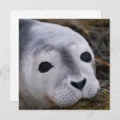 Sweet-Baby-zegeluitvindingen Kaart (Voorkant / Achterkant)