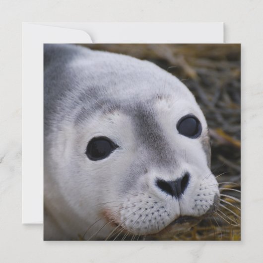 Sweet-Baby-zegeluitvindingen Kaart (Voorkant)