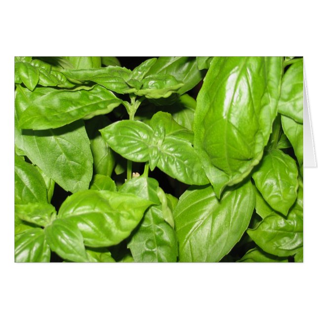 Sweet Basil, Sweet Life (Voorkant Horizontaal)