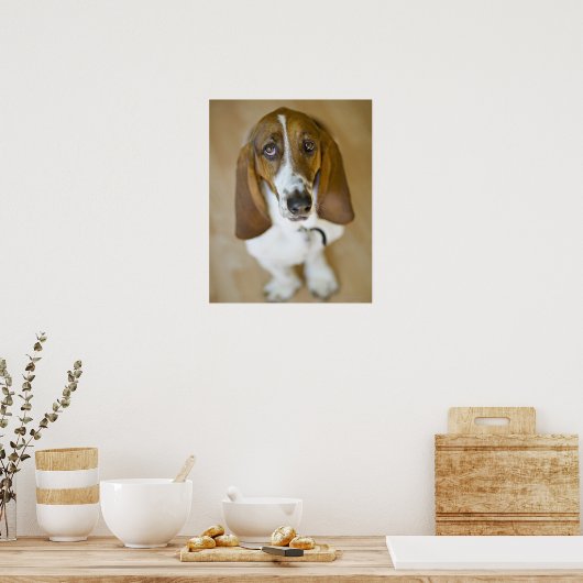 Sweet Bassett Hound Poster (Keuken)