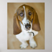 Sweet Bassett Hound Poster (Voorkant)