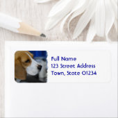 Sweet Beagle Etiket (Insitu)