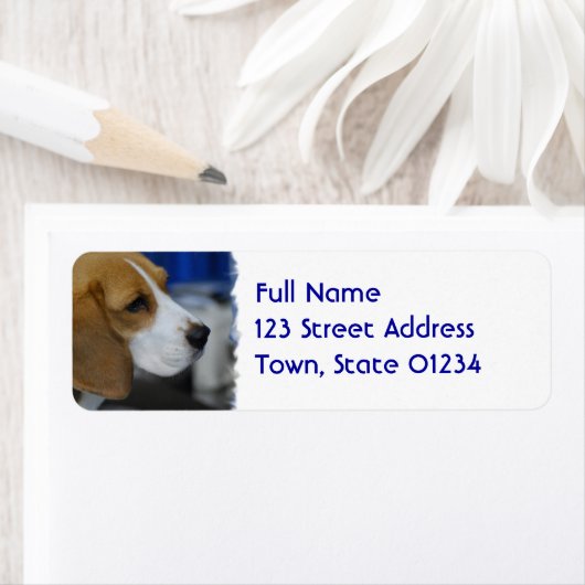 Sweet Beagle Etiket (Insitu)