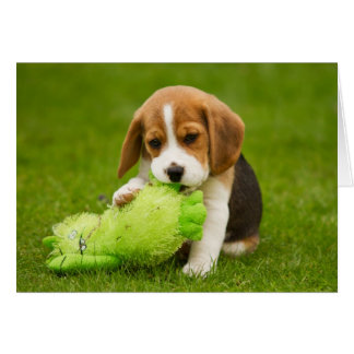 Sweet Beagle Puppy met Keuffer Speelgoed
