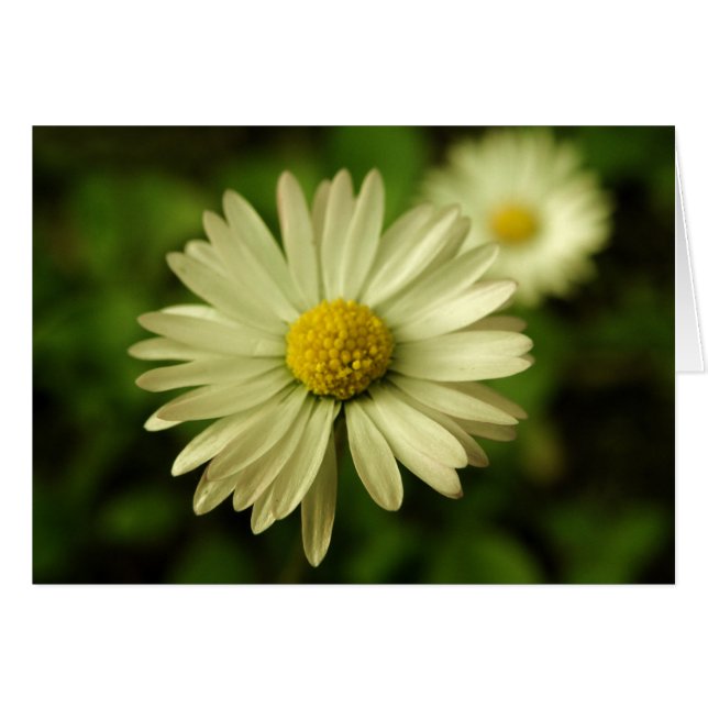 Sweet Beauty Daisy Kaart (Voorkant Horizontaal)