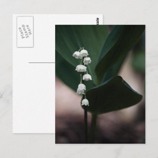 Sweet Bells Briefkaart (Voorkant / Achterkant)