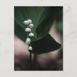 Sweet Bells Briefkaart