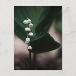 Sweet Bells Briefkaart