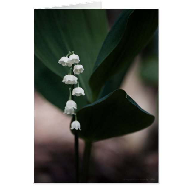 Sweet Bells Kaart (Voorkant)