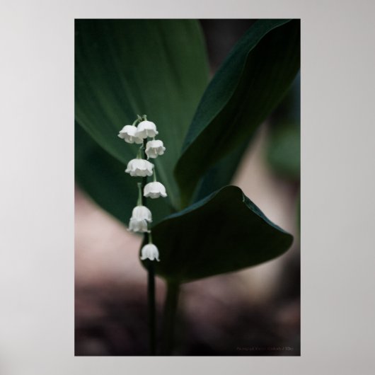 Sweet Bells Print (Voorkant)