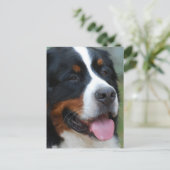 Sweet Bernese Briefkaart (Staand voorkant)