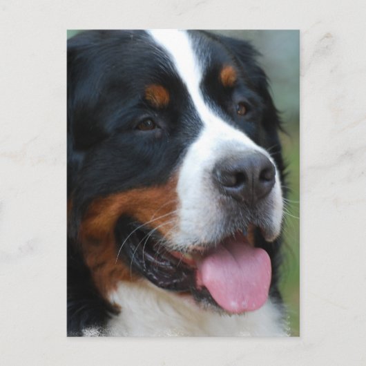 Sweet Bernese Briefkaart (Voorkant)