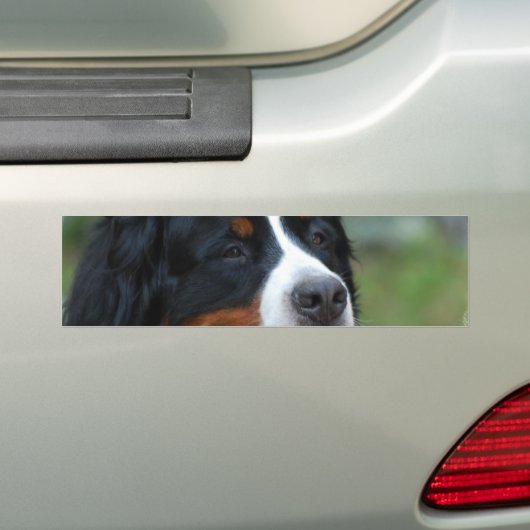 Sweet Bernese Bumpersticker (Op auto)