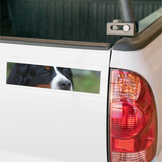 Sweet Bernese Bumpersticker (Op Truck)