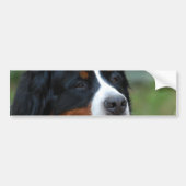 Sweet Bernese Bumpersticker (Voorkant)
