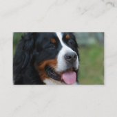 Sweet Bernese Visitekaartjes (Achterkant)
