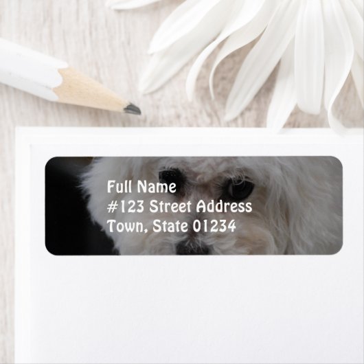 Sweet Bichon Frise Etiket (Insitu)