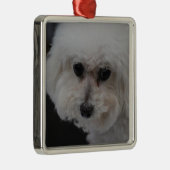 Sweet Bichon Frise Metalen Ornament (Rechts)
