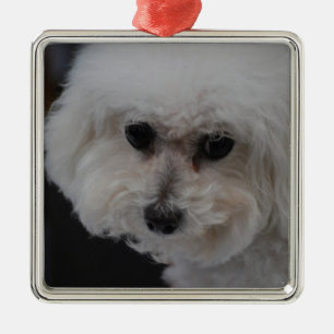 Sweet Bichon Frise Metalen Ornament