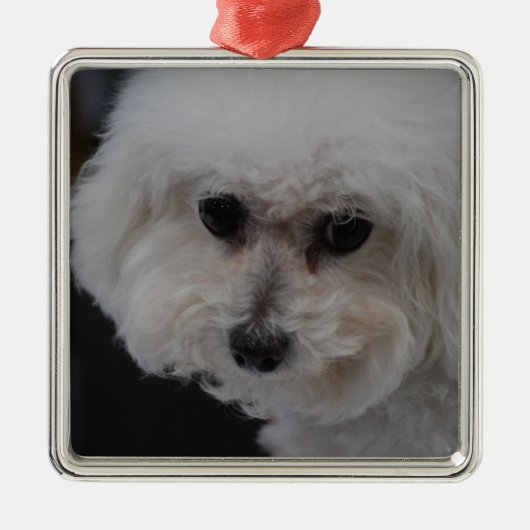 Sweet Bichon Frise Metalen Ornament (Voorkant)