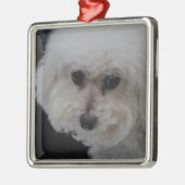 Sweet Bichon Frise Metalen Ornament (Links)