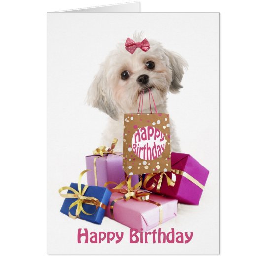 Sweet birthday card dog Maltese and presents Briefkaarten 0