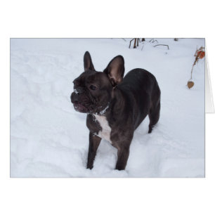 Sweet Black French Bulldog Likert sneeuw