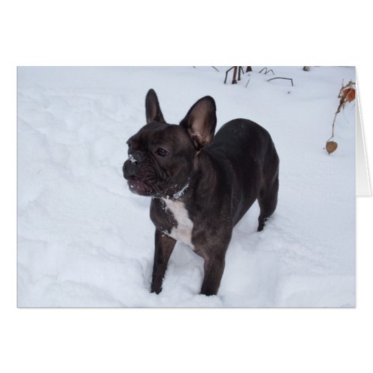 Sweet Black French Bulldog Likert sneeuw (Voorkant Horizontaal)