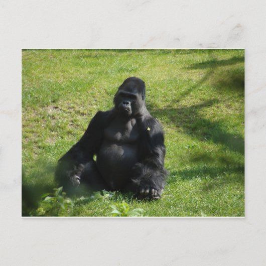 Sweet Black Monkey Gorilla Briefkaart (Voorkant)