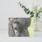 Sweet Black Poodle Briefkaart (Staand voorkant)