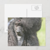 Sweet Black Poodle Briefkaart (Voorkant / Achterkant)