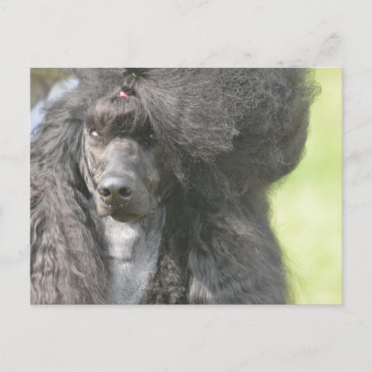 Sweet Black Poodle Briefkaart (Voorkant)