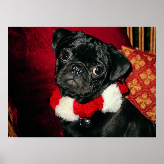 Sweet Black Pug Poster (Voorkant)