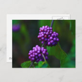 Sweet Blackberries Briefkaart (Voorkant / Achterkant)