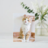 Sweet Blue Eyed Kat Briefkaart (Staand voorkant)