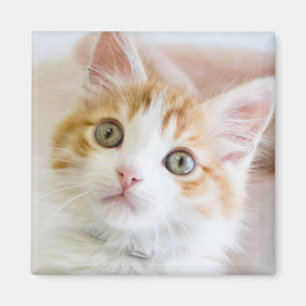 Sweet Blue Eyed Kat Magneet