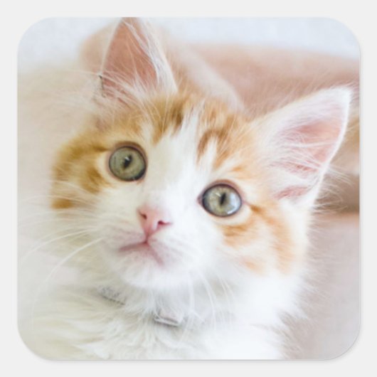 Sweet Blue Eyed Kat Vierkante Sticker (Voorkant)